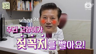 [캣튜브] 고양이가 꾹꾹이를 하면서 젖꼭지를 빨아요.