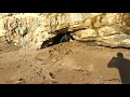 animal encounters animal in cave attacks beach goer