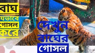 বাঘ যেভাবে গোসল করে। Royal Bengal tiger। Tiger । বাঘ 🐅🐯