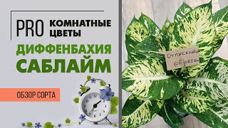 Диффенбахия Саблайм - обзор нарядного сорта диффенбахии | Самые красивые растения мира