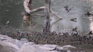 Rare amazing Rosy Starling murmuration performance at dusk | 1000's of Starlings migrate from Europe