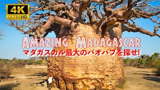 AMAZING MADAGASCAR / マダガスカル最大のバオバブを探せ!