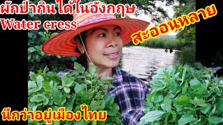 Ep40ผักป่ากินได้ในอังกฤษwater cress คนไทยในอังกฤษคนไทยในต่างแดนหาอยู่หากินชีวิตบ้านๆอยู่แบบบ้านๆ