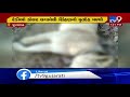 lioness electrocuted in visavadar junagadh tv9gujaratinews