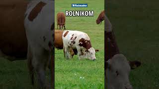 5 zalet, które daje Tobie uprawa bezorkowa #rolmako #rolnictwo #maszynyrolnicze #uprawabezorkowa