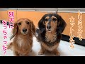 【ダックスフンド】トリミングでカットしたら別犬に？愛犬の変身っぷりに笑わずにはいられません！！