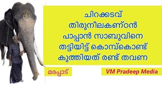 പാപ്പാനെ തട്ടിയിട്ട് രണ്ട്തവണ കുത്തി#chirakkadavuthiruneelakandan@VMPRADEEP#wildlifeanimals