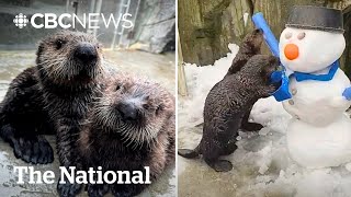 #TheMoment rescued baby sea otters saw snow for the first time