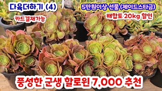 다육더하기(4) 풍성한 할로윈 군생 7,000 아도데스 #에스메랄다 자연군생 #수연 #팅커벨 #로라 #배합토 #러블리로즈