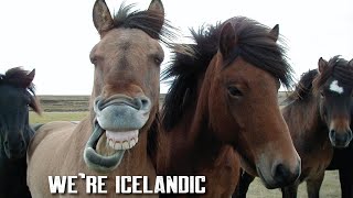 Majestic Icelandic Horses