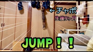 【ベンガル猫】生後9ヶ月で脅威の180cm大ジャンプ！