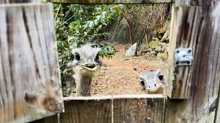 Greenville Zoo Improvements