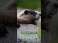 marmots in glacier national park