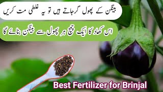 بینگن کے پھول کیوں گرتے ہیں / Best fertilizer for brinjal /