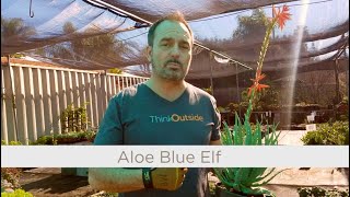 I F'n Love This Plant - ALOE BLUE ELF