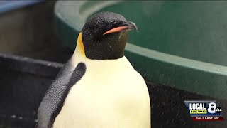 Emperor Penguin found on Australia coast