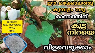 കുമ്പളം കൃഷി കുറഞ്ഞ പരിചരണം മികച്ച വിളവ് | kumbalam krishi | ash gourd farming