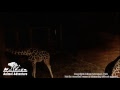 Giraffe Cam - Animal Adventure - April the Giraffe