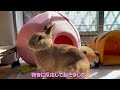 朝からやる気のないウサギがこうなりました。　 no.863