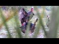 Massive Wild Turkey KARATE CHOPS a Life-Like Decoy {Catch Clean Cook} how to Clean a wild turkey!