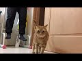 猫と一緒に月間チャレンジ【1000日目】バーピー u0026ぶら下がり