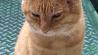 野良猫健太郎　カマスと健太郎　：ワイド版