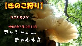 【キノコ狩り】7月　富士山周辺と里山のキノコ達