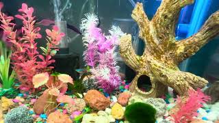 First video of the aquarium