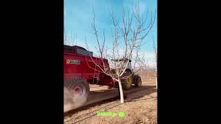 ORGANIC COMPOST APPLICATION TO WALNUTS ORCHARD.  COMPOST SPREADER  I  WALNUTS.GE   I  GEORGIA  I