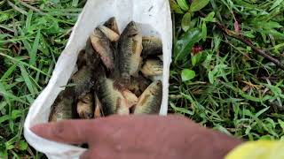 fishing with rainy day വെറുതെ കിടന്ന Incubator അയൽവാസിക്കു കൊടുത്തപ്പോൾ