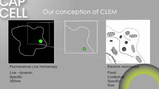 templates cryo clem