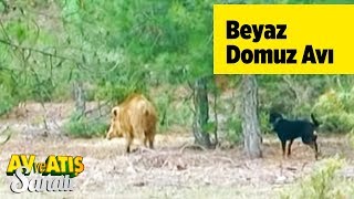 Beyaz Domuz Avı Av ve Atış Sanatı - Yaban Tv Hunting and Shooting  White Wild Boar Hunt Turkey