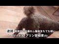 最新 ニュース one one 犬あるある【名古屋弁でしゃべる犬】【名古屋】【トイプードル】