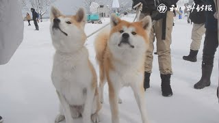 数日の降雪で雪国情緒に　犬っこまつり開幕、湯沢