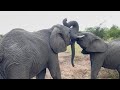 50 Minutes of Elephants and their Wilderness at HERD