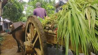 গ্রাম বাংলার ঐতিহ্যবাহী মহিষের গাড়ী এখন বিলুপ্ত প্রায় | Water buffalo vehicle | Historical | Old