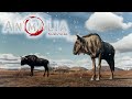 Snowstorm In The Savannah!! - New Mechanics, Wildebeest Combat And Gameplay, Animalia Survival