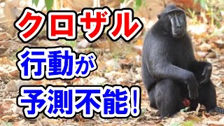 【笑劇！アニマル博士】 クロザル、クロザルの行動が予測不能! 【動物園にいる動物達】