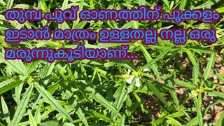 തുമ്പ ചെടിയുടെ ആരോഗ്യഗുണങ്ങൾ/Health benefits of thumba in malayalam.