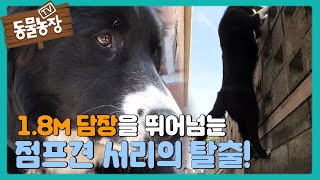 1.8m 담장을 뛰어넘는 ‘점프犬’ 서리의 탈출! I TV동물농장 (Animal Farm) | SBS Story