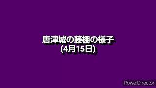 唐津城の藤棚(藤の花) 2021年