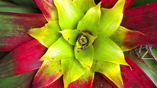 Isolated in a Bajan Garden