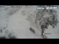 【萌寵】潑墨雪景！野生大貓熊雪中遛彎似水墨畫