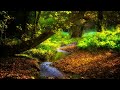 autumn tranquility one hour of relaxing music with falling leaves