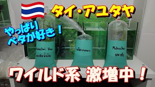 【ベタ飼育 353】ベタ沼深っ！！ あれもこれも欲しいです！ ワイルドフォームのベタが激増中です！