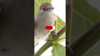 噓！發現一隻害羞的棕頂樹鶯 Shh! Spotted a Shy Eurasian Reed Warbler #shortvideo #short #short