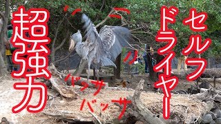 はげしく羽根を乾かすハシビロコウのボンゴ!!【神戸どうぶつ王国】Shoebill Bongo and Marimba 21