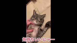 猫の可愛い仕草だにゃー。