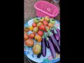 இன்றைய அறுவடை harvest gardening cook garden organic shortsfeed shortsviral shorts