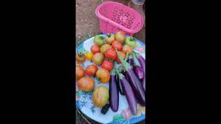 இன்றைய  அறுவடை !   #harvest #gardening #cook #garden #organic #shortsfeed #shortsviral #shorts